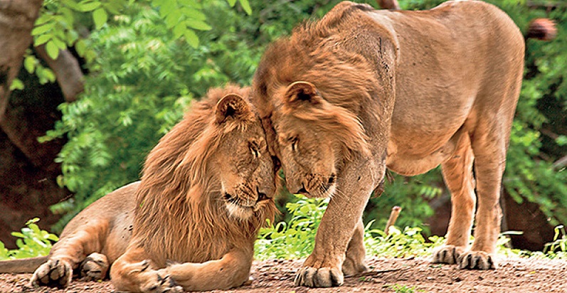 Get Gir Jungle Safari Online Booking For Adventure